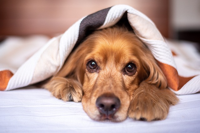 One of the 5 top eco-friendly cleaning tips for pet owners is personal hygiene and ventilation