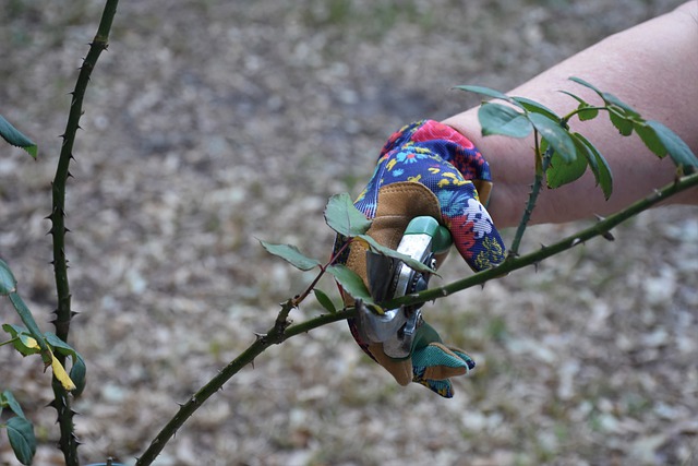 Another step on how to clean and maintain your home's rain gutters is to trim branches