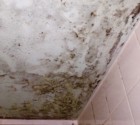 The Art of Tackling Bathroom Mold and Mildew